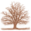 brauner Eichenbaum 